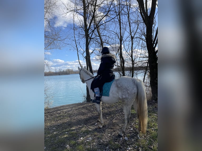 Vollblutaraber Stute 10 Jahre 140 cm Fliegenschimmel in Scheibenhardt