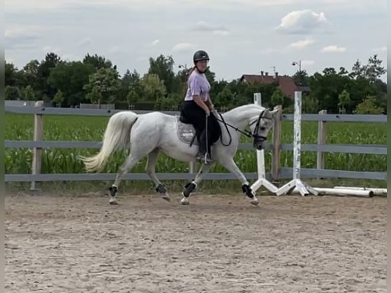 Vollblutaraber Stute 10 Jahre 140 cm Fliegenschimmel in Scheibenhardt