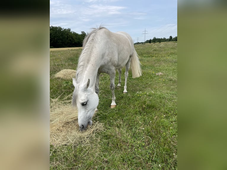 Vollblutaraber Stute 10 Jahre 140 cm Fliegenschimmel in Scheibenhardt