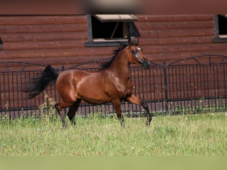 Vollblutaraber Stute 10 Jahre 151 cm Rotbrauner in Leśniowice