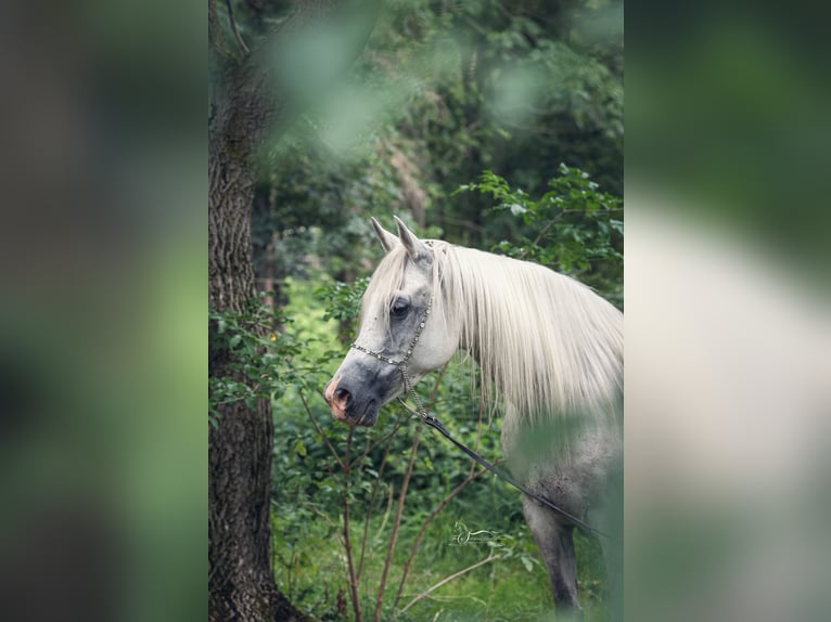 Vollblutaraber Stute 10 Jahre 154 cm Schimmel in Riedlingsdorf