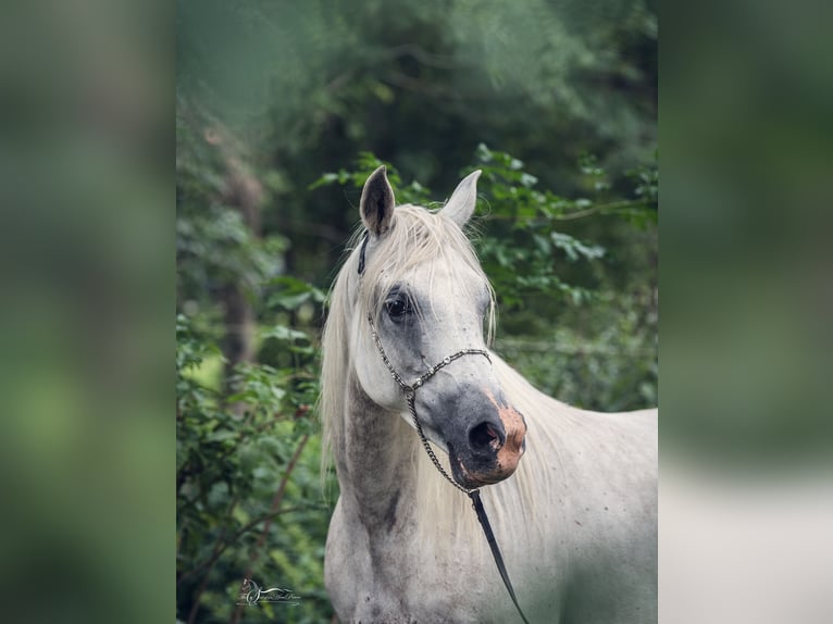 Vollblutaraber Stute 10 Jahre 154 cm Schimmel in Riedlingsdorf
