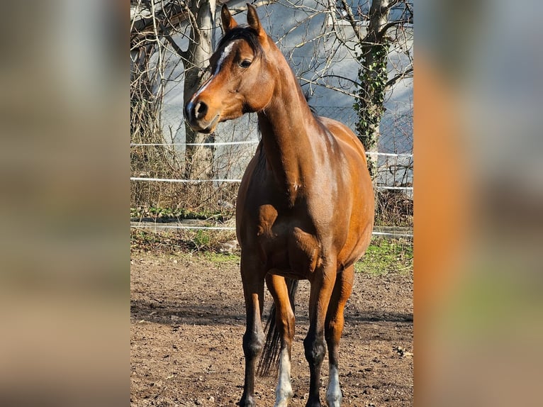 Vollblutaraber Stute 10 Jahre 155 cm Brauner in Theresienfeld