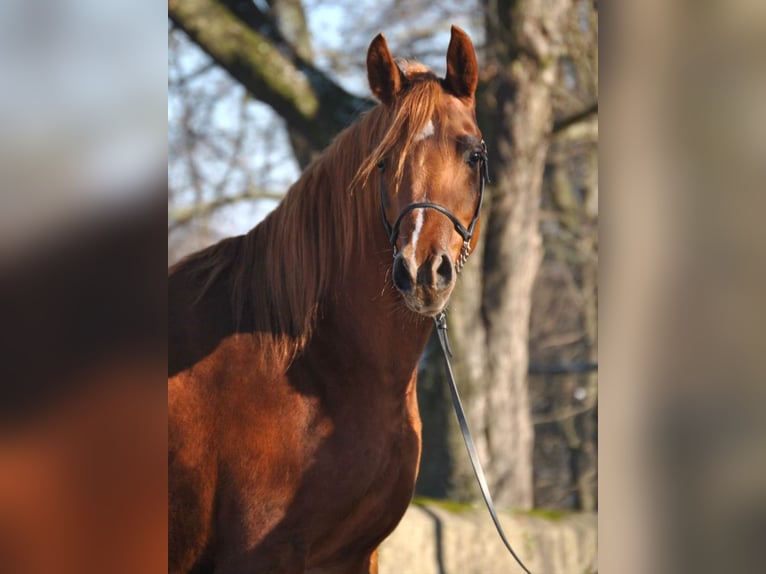 Vollblutaraber Stute 10 Jahre 155 cm Fuchs in Szydłów