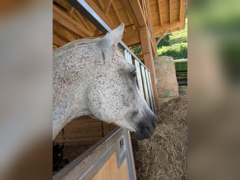 Vollblutaraber Stute 10 Jahre 159 cm Fliegenschimmel in Buchenbach