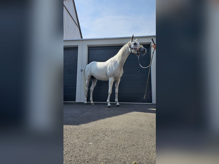 Vollblutaraber Stute 11 Jahre 148 cm Fliegenschimmel in Siegershausen