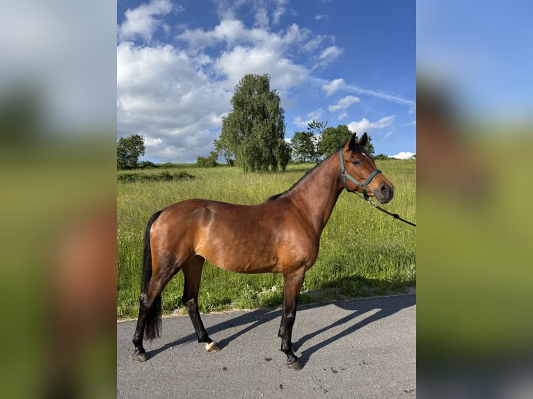 Vollblutaraber Stute 11 Jahre 152 cm Brauner in Oberlebing