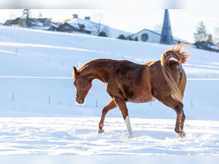 Vollblutaraber Stute 11 Jahre 152 cm Fuchs in Oberstaufen