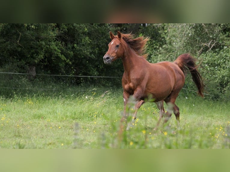 Vollblutaraber Stute 11 Jahre 153 cm Dunkelfuchs in GOVEN