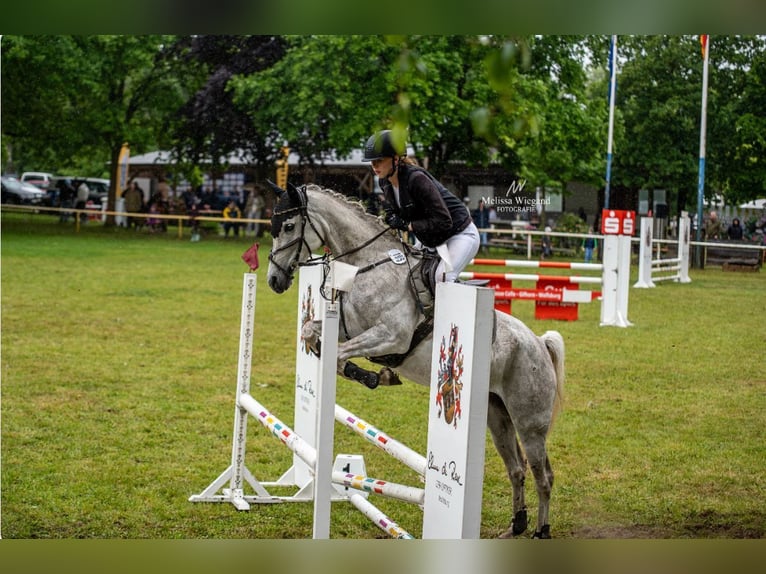 Vollblutaraber Stute 11 Jahre 157 cm Schimmel in Burgdorf