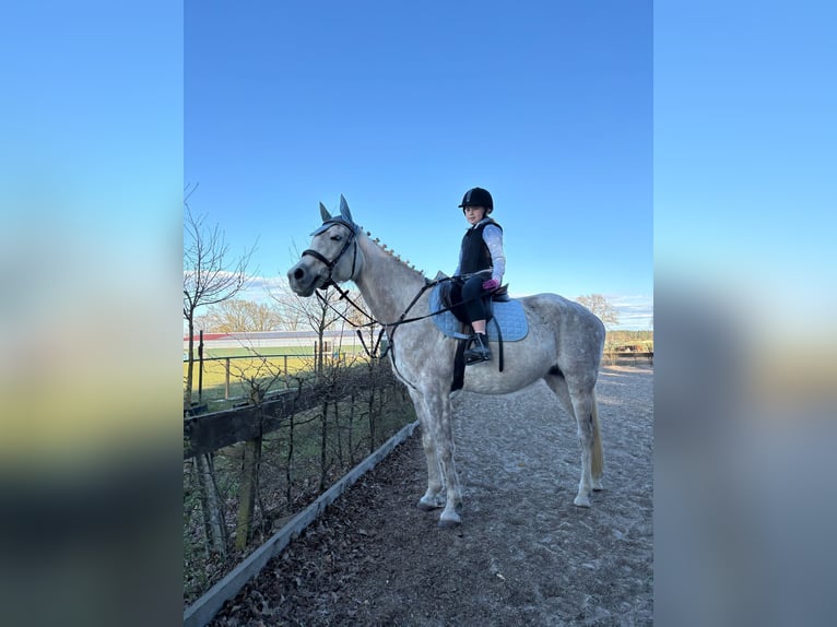 Vollblutaraber Stute 11 Jahre 157 cm Schimmel in Burgdorf
