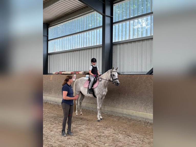 Vollblutaraber Stute 11 Jahre 157 cm Schimmel in Burgdorf