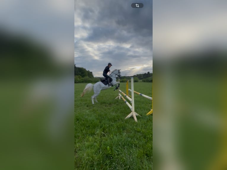 Vollblutaraber Stute 11 Jahre 157 cm Schimmel in Burgdorf