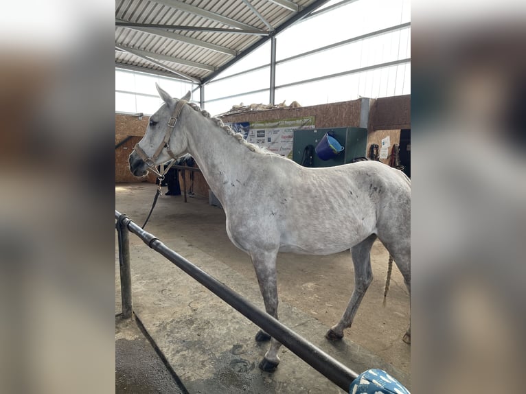 Vollblutaraber Stute 11 Jahre 157 cm Schimmel in Burgwedel