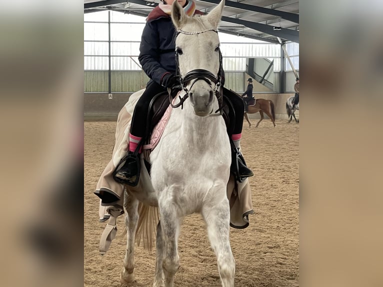 Vollblutaraber Stute 11 Jahre 157 cm Schimmel in Burgwedel