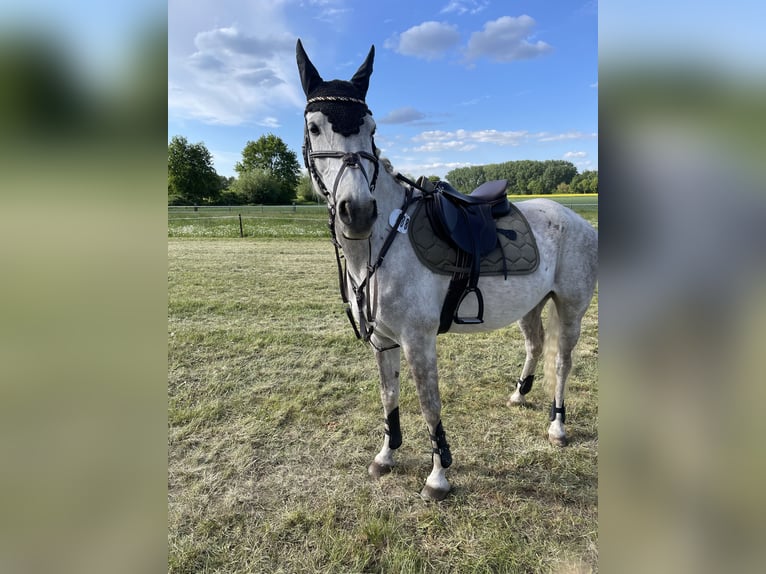 Vollblutaraber Stute 11 Jahre 157 cm Schimmel in Burgwedel