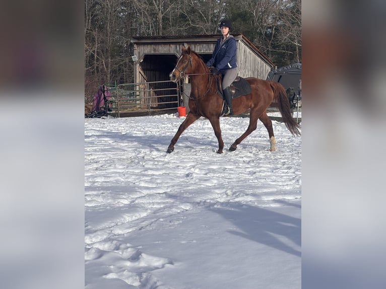 Vollblutaraber Mix Stute 11 Jahre 163 cm Dunkelfuchs in Cherry Valley