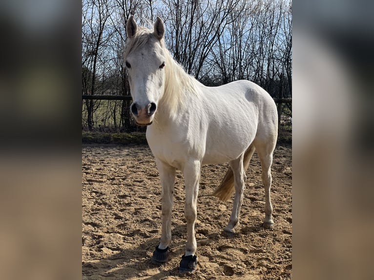Vollblutaraber Stute 12 Jahre 145 cm Schimmel in Beverstedt