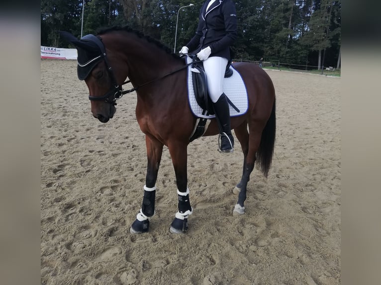 Vollblutaraber Stute 12 Jahre 152 cm Brauner in Waldhausen im Strudengau