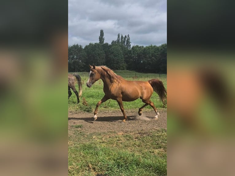 Vollblutaraber Stute 12 Jahre 152 cm Rotbrauner in Kortenberg