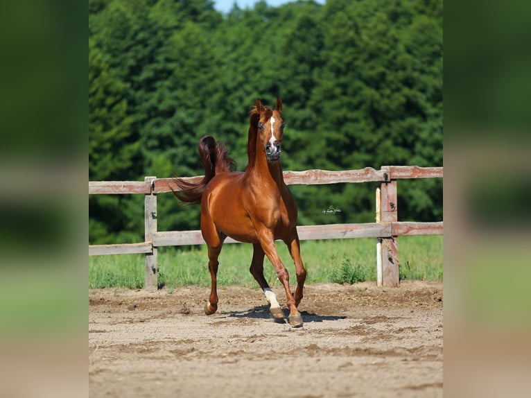 Vollblutaraber Stute 12 Jahre 154 cm Fuchs in JEZOW