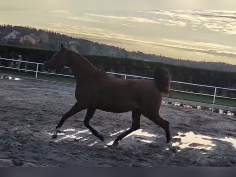 Vollblutaraber Stute 12 Jahre 155 cm Fuchs in Leutershausen