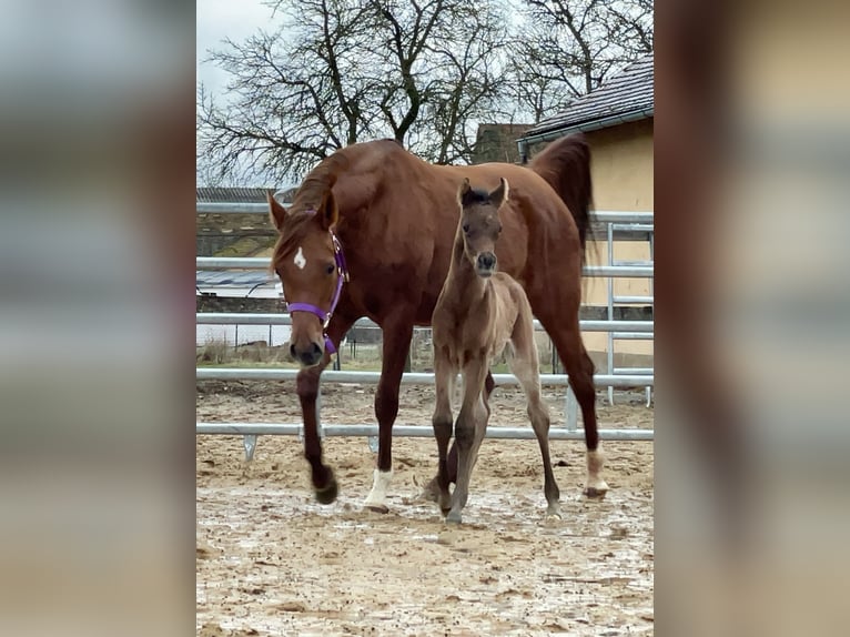 Vollblutaraber Stute 12 Jahre 155 cm Fuchs in Leutershausen