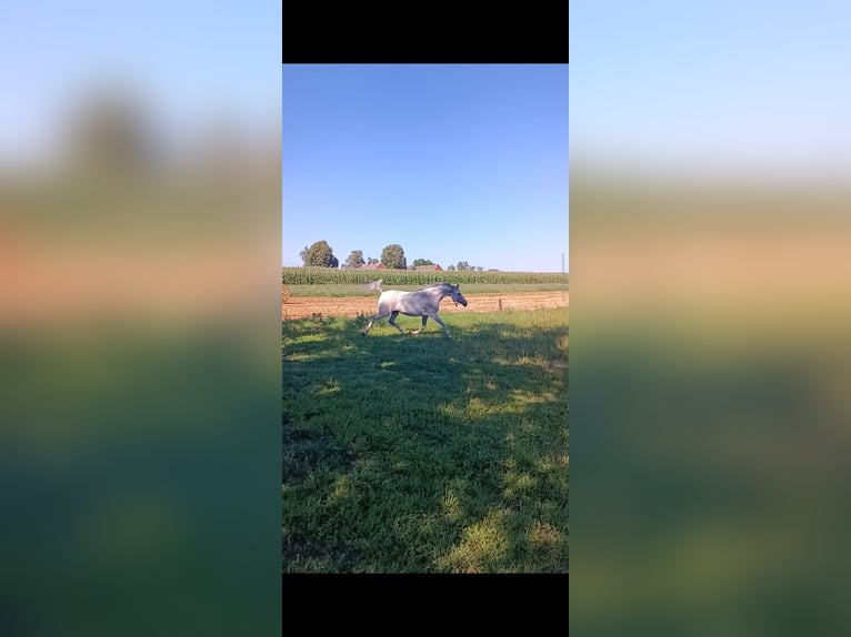 Vollblutaraber Stute 12 Jahre 155 cm Schimmel in Konarzyce