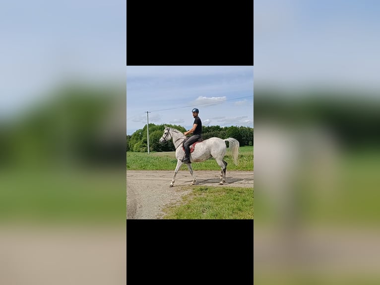 Vollblutaraber Stute 12 Jahre 155 cm Schimmel in Konarzyce