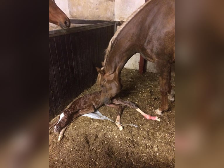 Vollblutaraber Stute 12 Jahre 156 cm Dunkelfuchs in Amerang