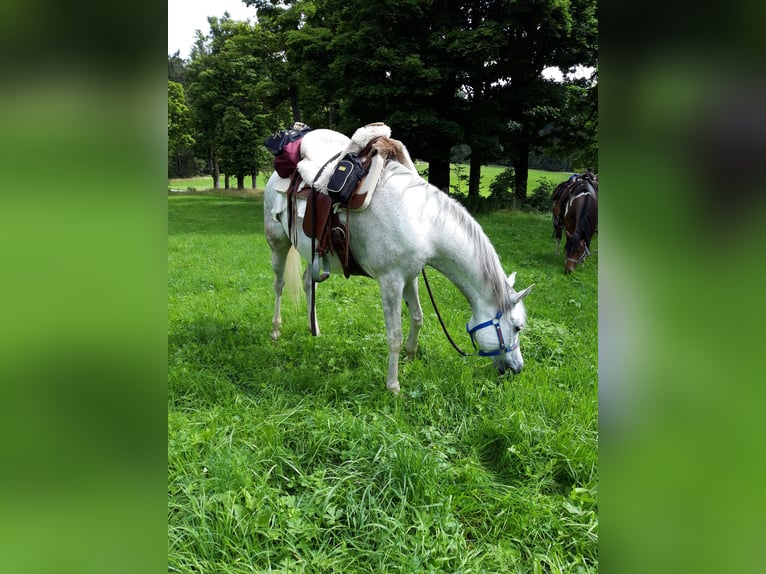 Vollblutaraber Stute 12 Jahre Schimmel in Adelzhausen