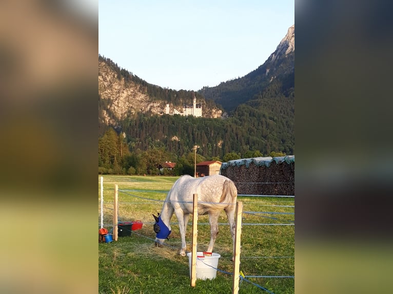 Vollblutaraber Stute 12 Jahre Schimmel in Adelzhausen