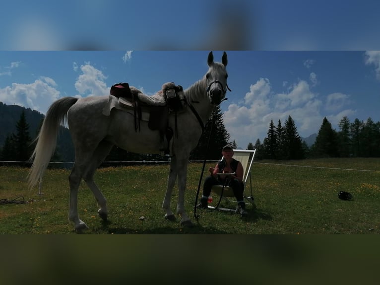 Vollblutaraber Stute 12 Jahre Schimmel in Adelzhausen