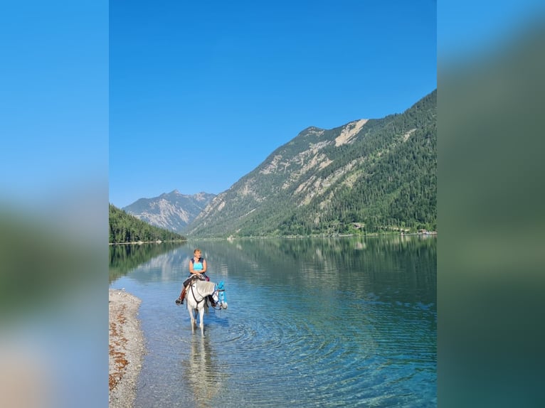 Vollblutaraber Stute 12 Jahre Schimmel in Adelzhausen