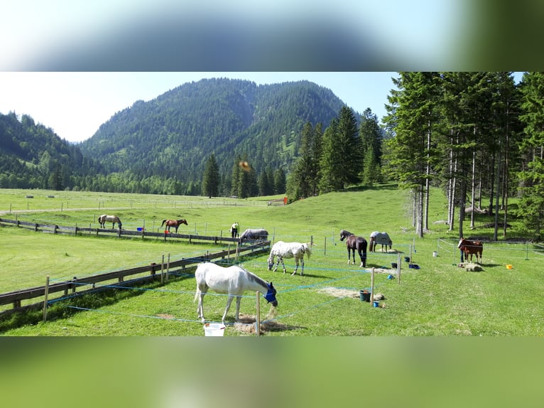 Vollblutaraber Stute 12 Jahre Schimmel in Adelzhausen