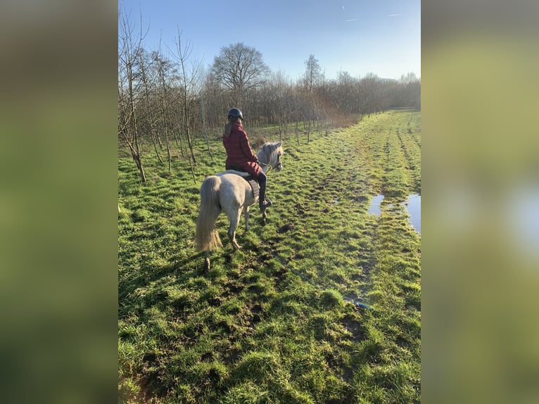 Vollblutaraber Stute 13 Jahre 148 cm Schimmel in SchelderodeMerelbeke