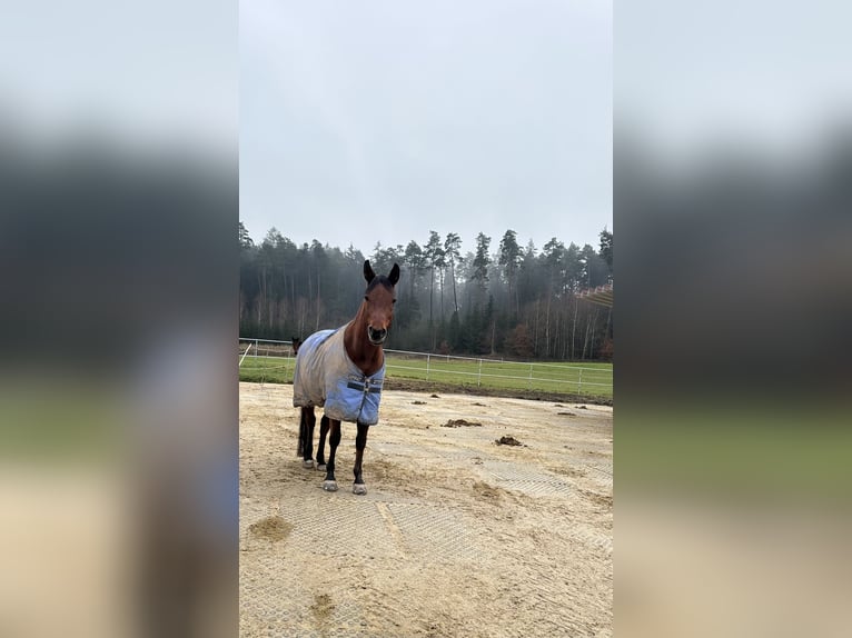Vollblutaraber Stute 13 Jahre 155 cm Brauner in Uffenheim