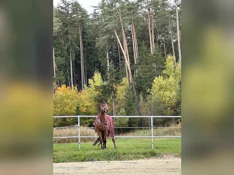Vollblutaraber Stute 13 Jahre 155 cm Brauner in Uffenheim