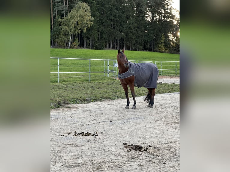 Vollblutaraber Stute 13 Jahre 155 cm Brauner in Uffenheim