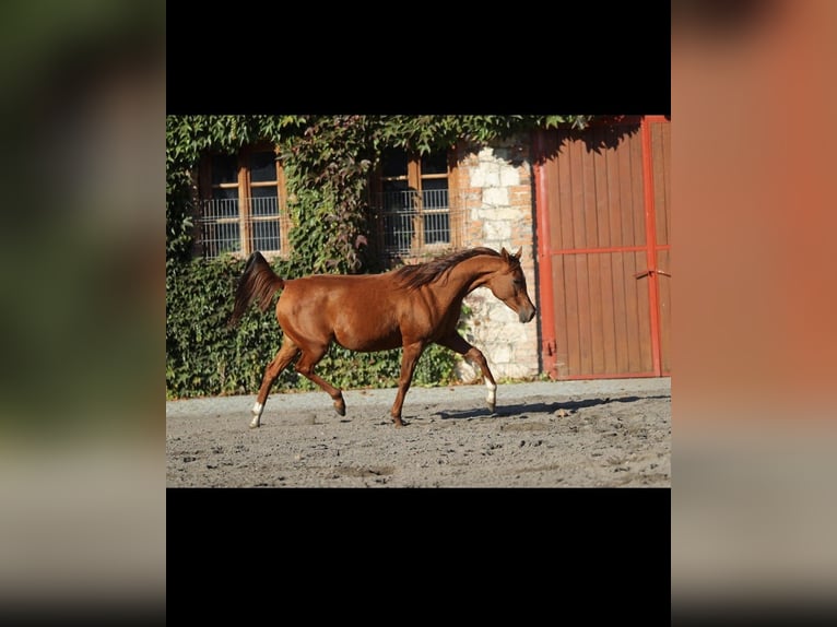 Vollblutaraber Stute 13 Jahre 155 cm Fuchs in Sonnenbühl