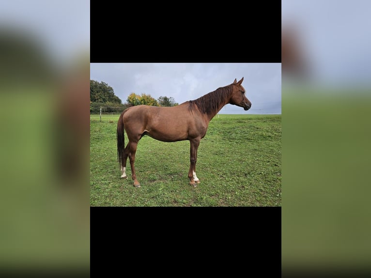 Vollblutaraber Stute 13 Jahre 155 cm Fuchs in Sonnenbühl