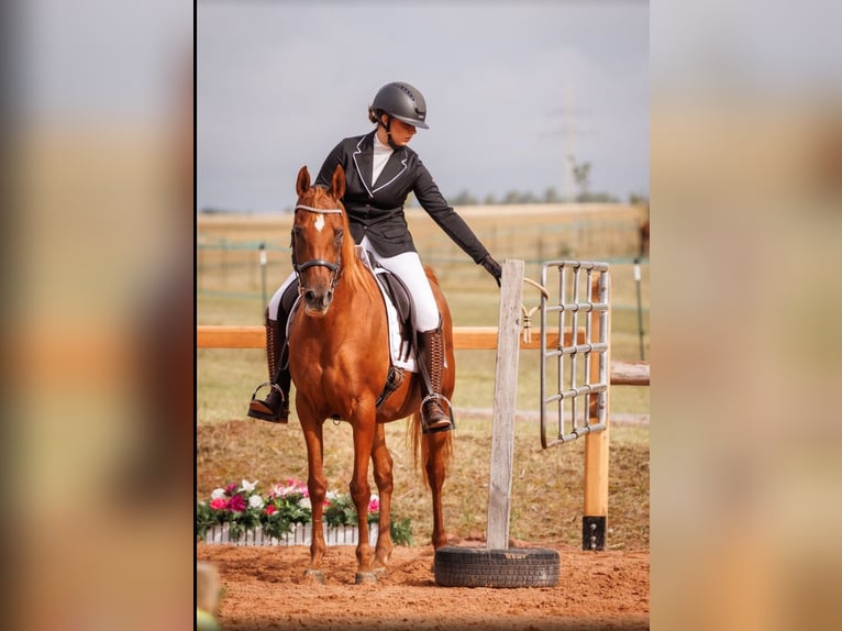 Vollblutaraber Stute 13 Jahre 157 cm Fuchs in Bad Neustadt an der Saale