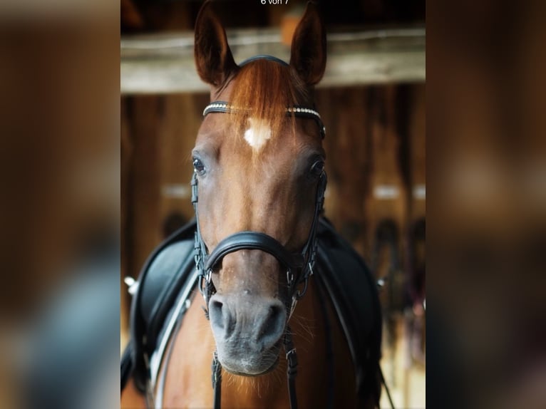 Vollblutaraber Stute 13 Jahre 157 cm Fuchs in Bad Neustadt an der Saale