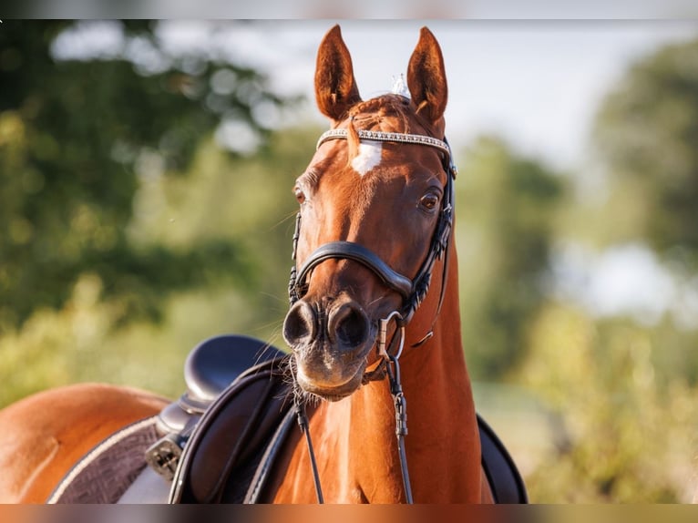 Vollblutaraber Stute 13 Jahre 157 cm Fuchs in Bad Neustadt an der Saale