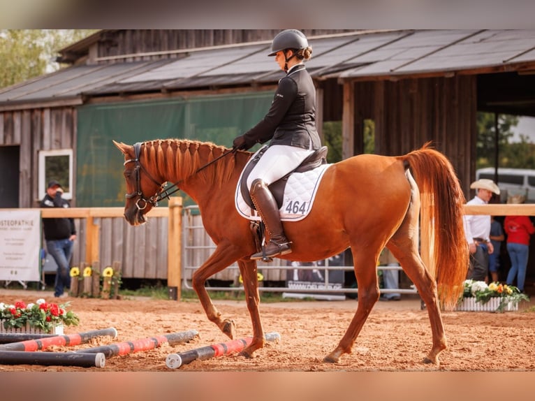 Vollblutaraber Stute 13 Jahre 157 cm Fuchs in Bad Neustadt an der Saale