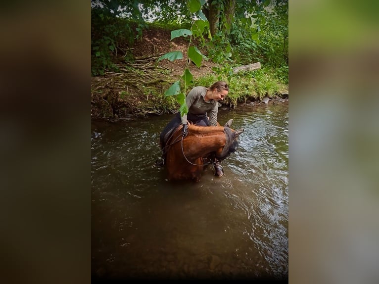 Vollblutaraber Stute 13 Jahre 157 cm Fuchs in Bad Neustadt an der Saale