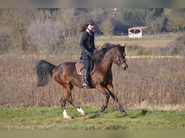 Vollblutaraber Stute 13 Jahre Brauner in Camps La Source