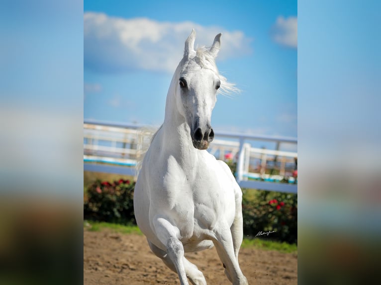 Vollblutaraber Stute 14 Jahre 147 cm Schimmel in Wiktorów