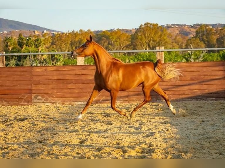 Vollblutaraber Stute 14 Jahre 154 cm Fuchs in Leon
