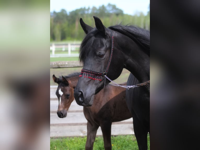 Vollblutaraber Stute 14 Jahre 154 cm Rappe in Santok